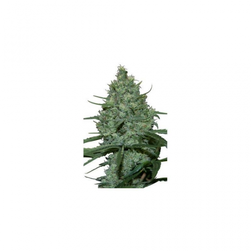 Seedmakers Critical 5Und Fem. - Imagen 1 Seedmakers Critical 5Und Fem. - Imagen 1