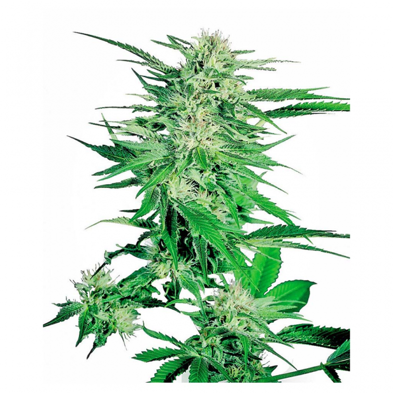 Sensi Seeds Big Bud 10Und Reg. - Imagen 1 Sensi Seeds Big Bud 10Und Reg. - Imagen 1