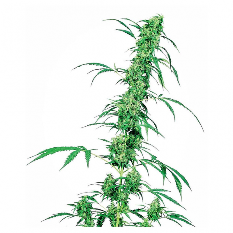 Sensi Seeds Fruity Juice 10Und Reg. - Imagen 1 Sensi Seeds Fruity Juice 10Und Reg. - Imagen 1