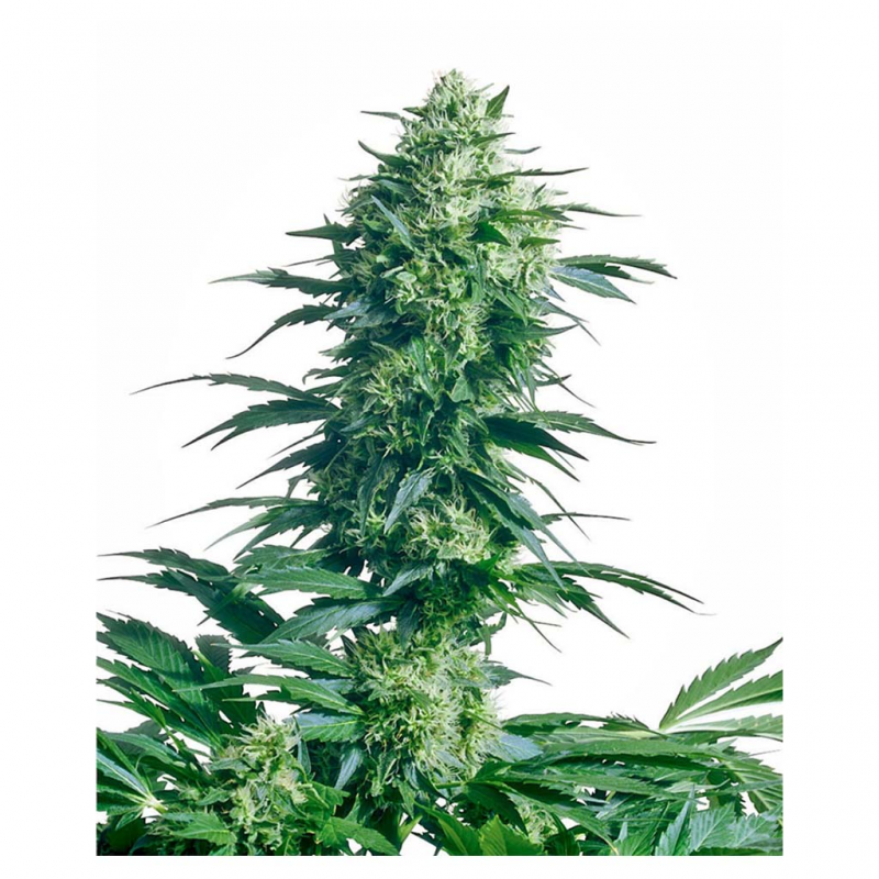 Sensi Seeds Mother´S Finest 10Und Reg. - Imagen 1 Sensi Seeds Mother´S Finest 10Und Reg. - Imagen 1