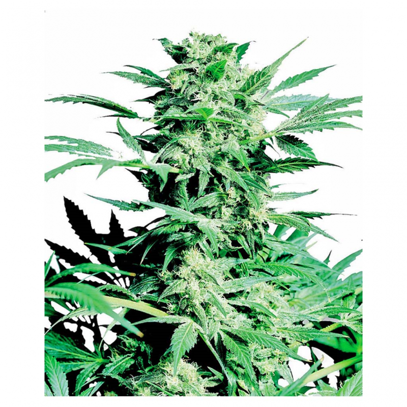 Sensi Seeds Shiva Skunk 10Und Reg. - Imagen 1 Sensi Seeds Shiva Skunk 10Und Reg. - Imagen 1