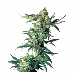 Sensi Seeds Northern Lights 10Und Reg. - Imagen 1