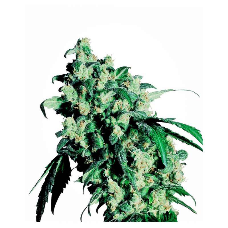 Sensi Seeds Super Skunk 10Und Reg. - Imagen 1 Sensi Seeds Super Skunk 10Und Reg. - Imagen 1