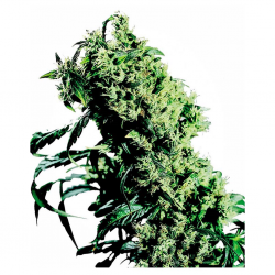 Sensi Seeds NL5 x Haze Fem. - Imagen 1