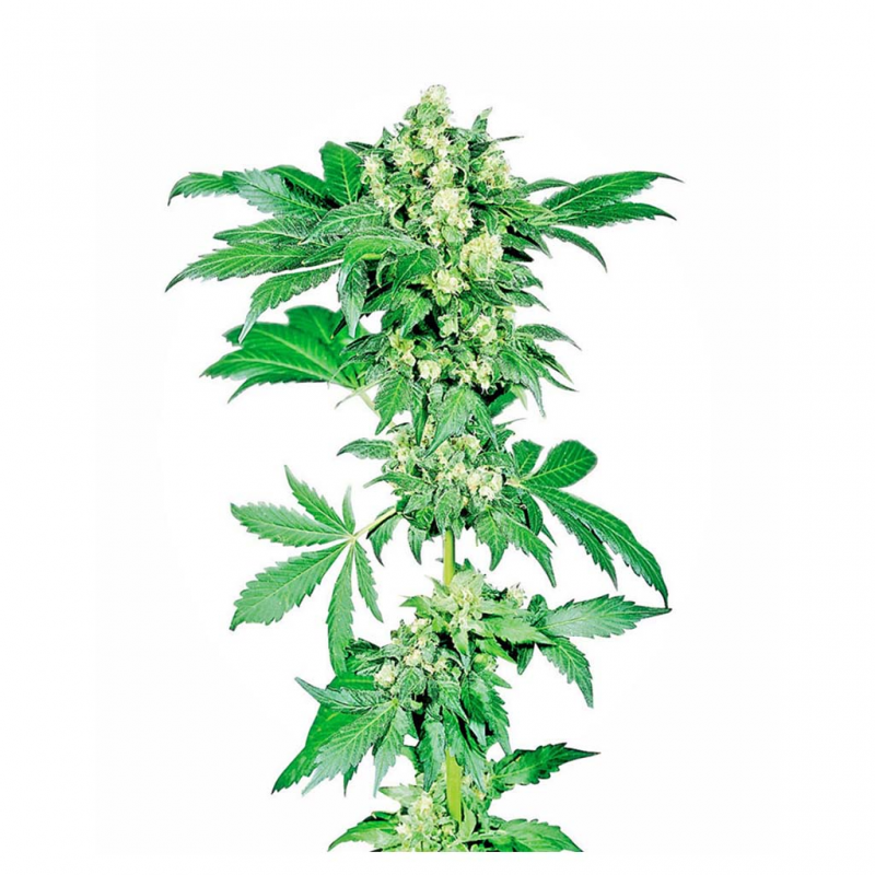 Sensi Seeds Afghani #1 Fem. - Imagen 1 Sensi Seeds Afghani #1 Fem. - Imagen 1