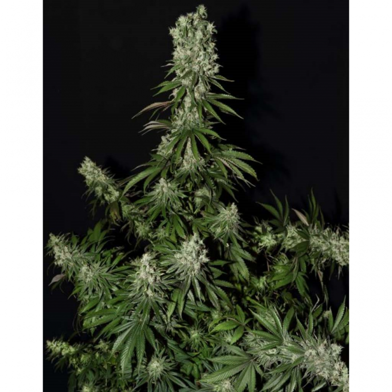 Strain Hunters White Strawberry Skunk Fem - Imagen 1 Strain Hunters White Strawberry Skunk Fem - Imagen 1