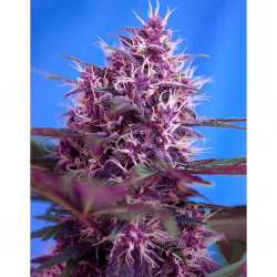 Sweet Seeds Auto Red Poison - Imagen 1