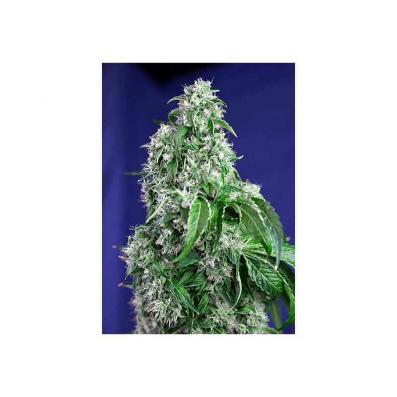 Sweet Seeds Big Devil Fast Version Fem - Imagen 1 Sweet Seeds Big Devil Fast Version Fem - Imagen 1