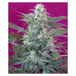 Sweet Seeds Big Foot Fem - Imagen 1