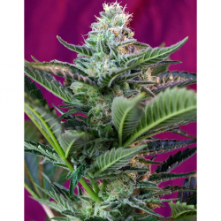 Sweet Seeds Auto Mohan Ram - Imagen 1
