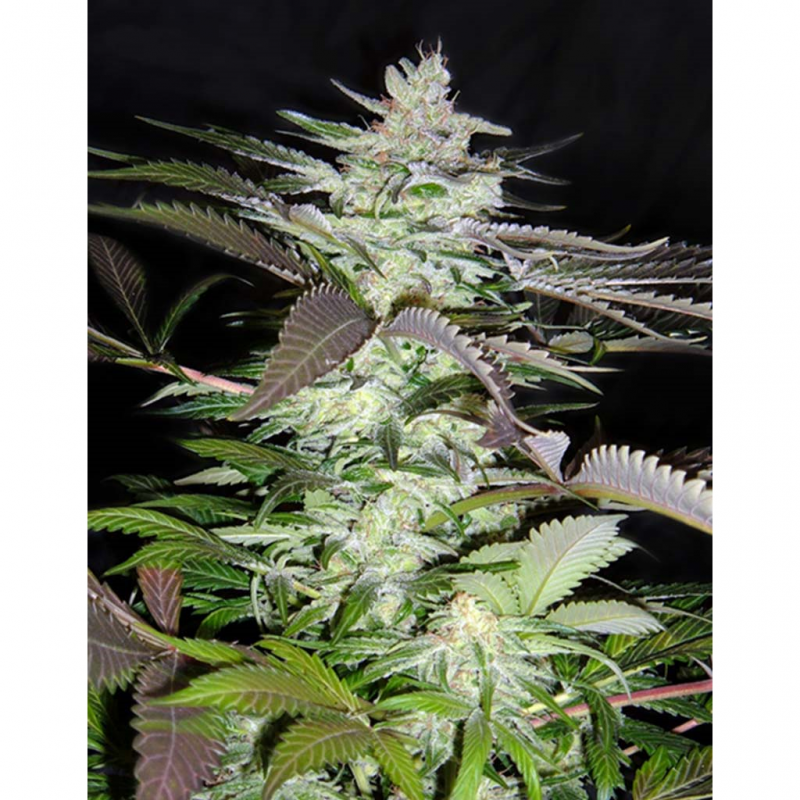 Sweet Seeds Black Jack Fem - Imagen 1 Sweet Seeds Black Jack Fem - Imagen 1