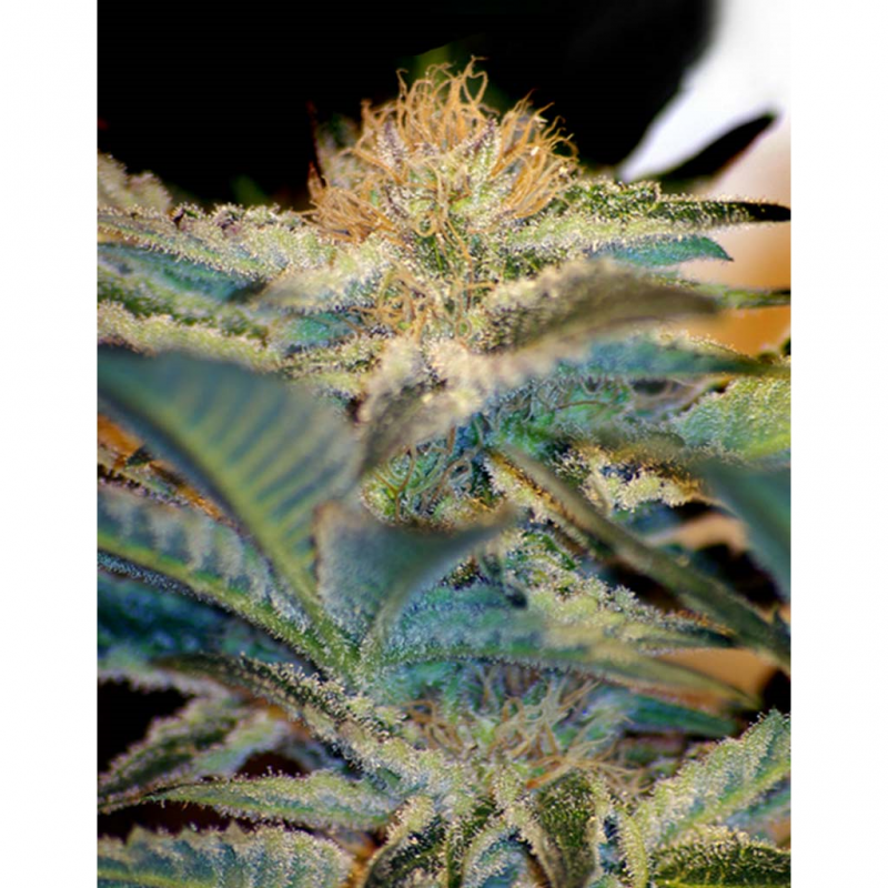 Sweet Seeds Mohan Ram Fem - Imagen 1