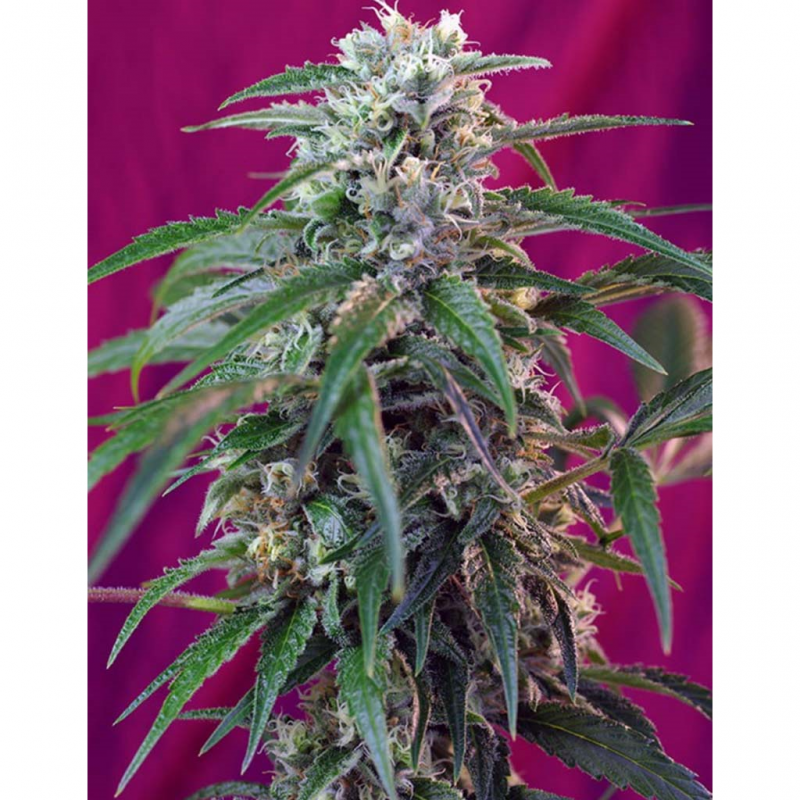 Sweet Seeds Auto Green Poison - Imagen 1