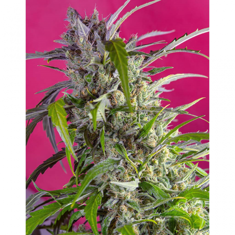 Sweet Seeds Auto Crystal Candy - Imagen 1