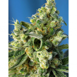 Sweet Seeds Amnesia Haze Fem - Imagen 1