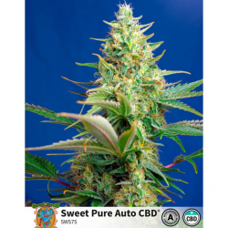 Sweet Seeds Sweet Pure Auto CBD - Imagen 1