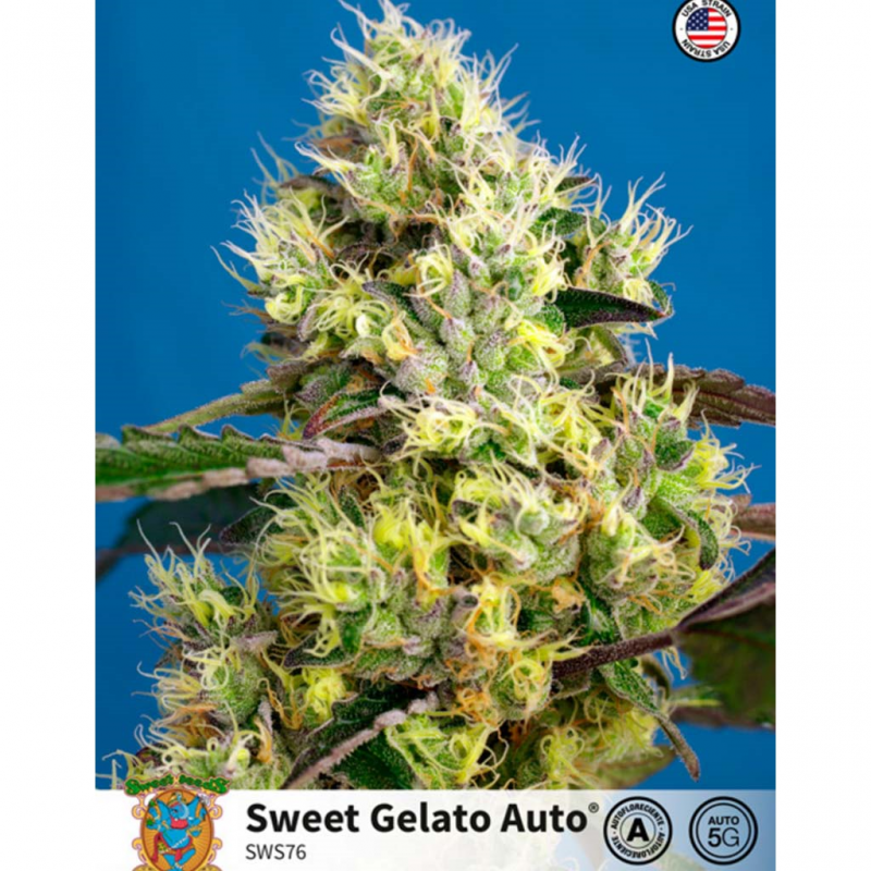 Sweet Seeds Auto Sweet Gelato - Imagen 1