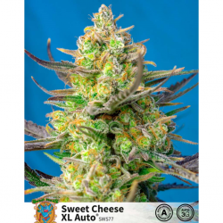 Sweet Seeds Auto Sweet Cheese XL - Imagen 1