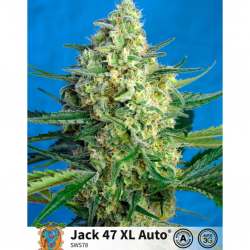 Sweet Seeds Auto Jack 47 XL - Imagen 1