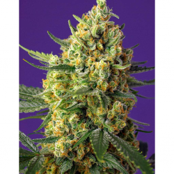 Sweet Seeds Auto Crystal Candy XL - Imagen 1