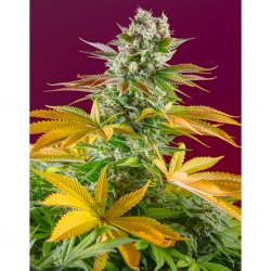 Sweet Seeds Red Hot Cookies Fem - Imagen 1