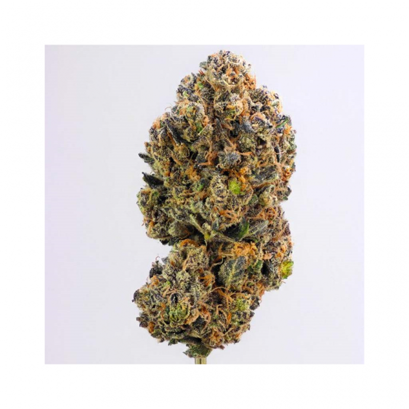 Sweet Seeds Sweet Zkittlez Fem. - Imagen 1 Sweet Seeds Sweet Zkittlez Fem. - Imagen 1