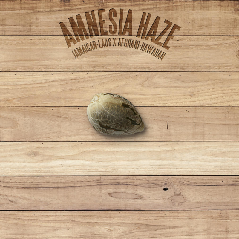 The Plant Amnesia Haze - Imagen 1