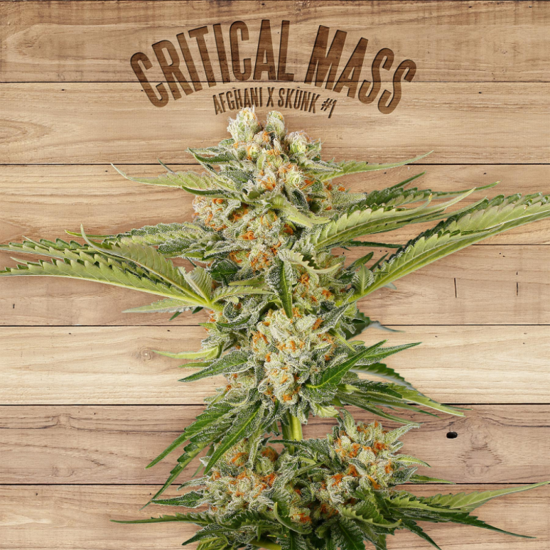 The Plant Critical Mass - Imagen 1 The Plant Critical Mass - Imagen 1