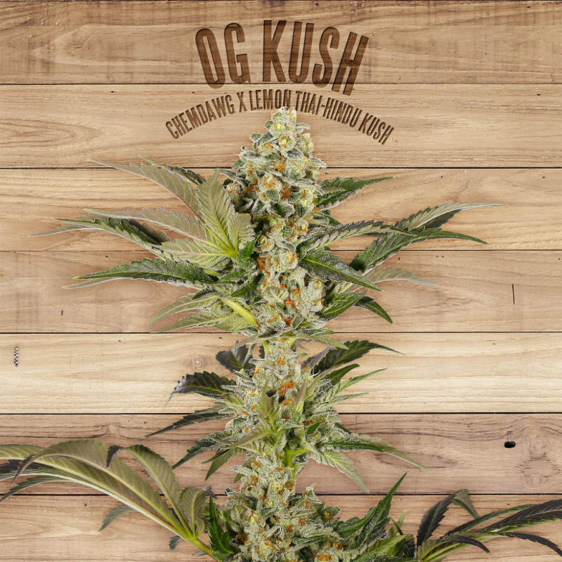 The Plant OG Kush - Imagen 1