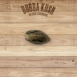 The Plant Bubba Kush - Imagen 1