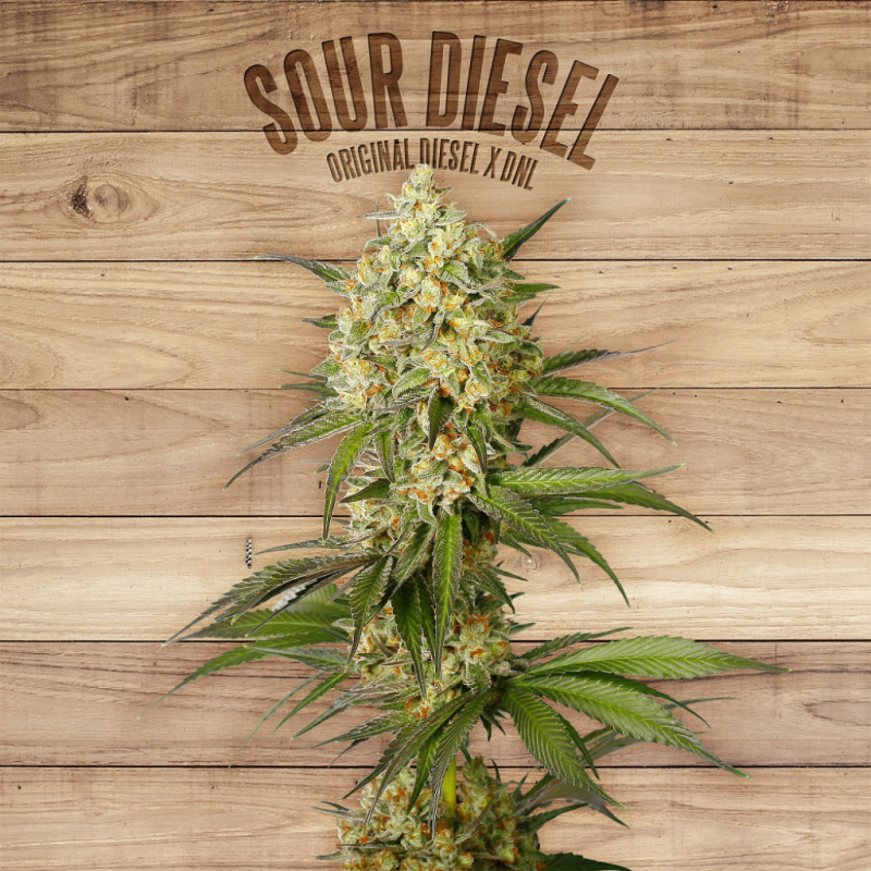 The Plant Sour Diesel - Imagen 1 The Plant Sour Diesel - Imagen 1