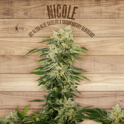 The Plant Nicole - Imagen 1