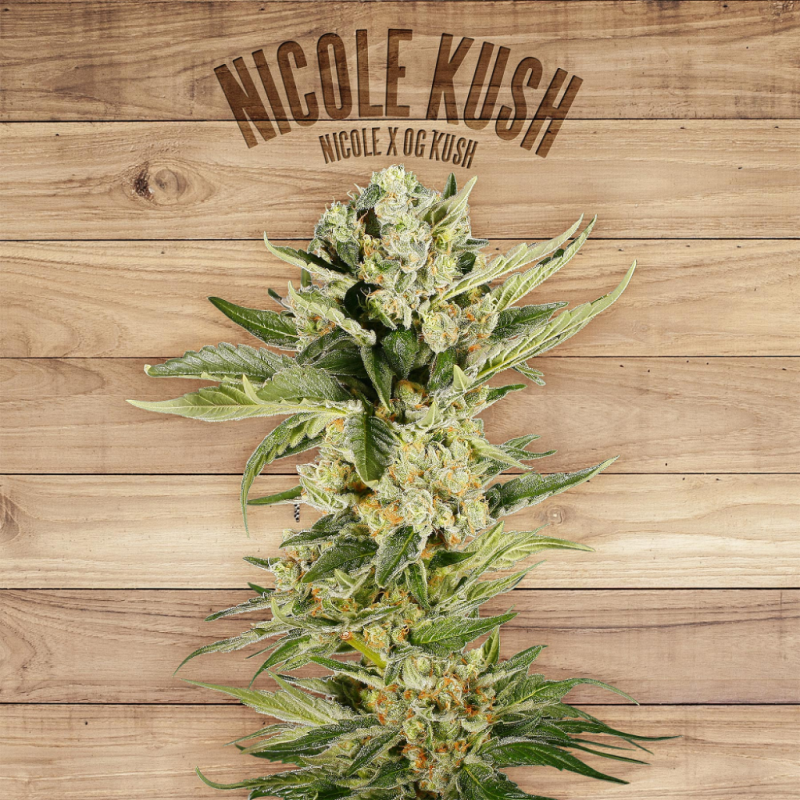 The Plant Nicole Kush - Imagen 1