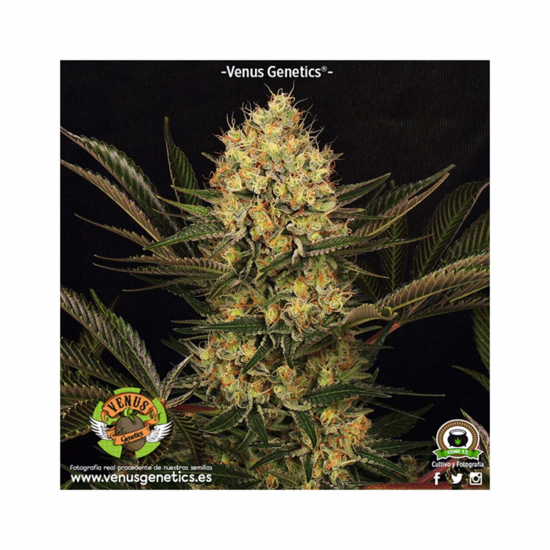 Venus Genetics Cheese Kaberry Fem. - Imagen 1