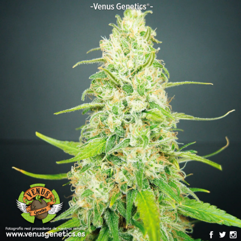 Venus Genetics Kamikhaze Fem. - Imagen 1
