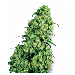 Sensi White Label Skunk #1 Fem. - Imagen 1