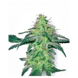 Sensi White Label White Skunk Fem. - Imagen 1