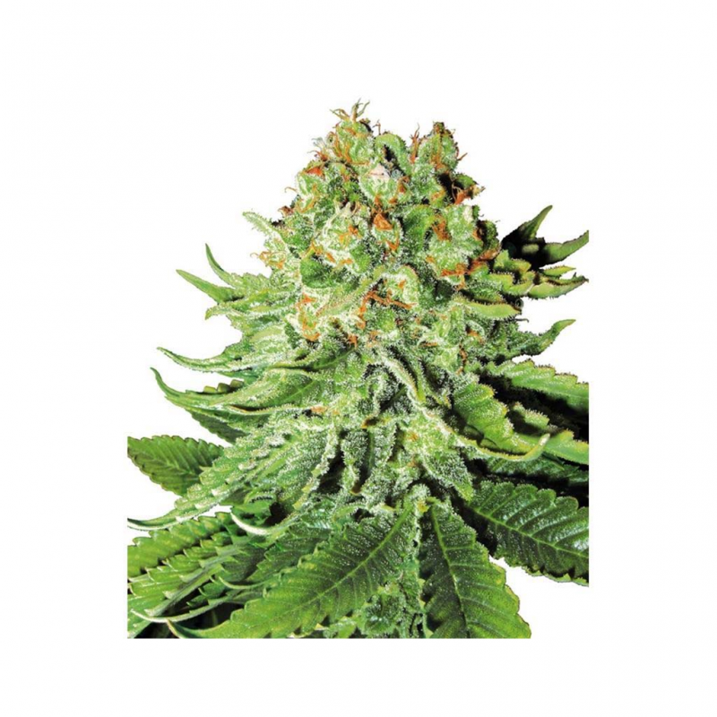 Sensi White Label Northern Lights Auto - Imagen 1
