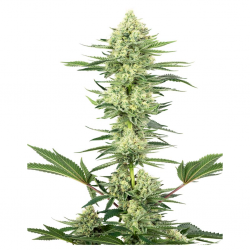 Sensi White Label White Gorilla Haze Fem - Imagen 1
