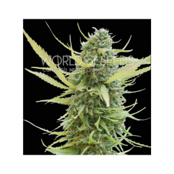 World Of Seed Colombian Gold Fem. - Imagen 1