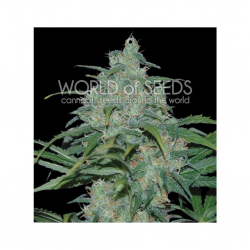 World Of Seed Wild Thailand Fem. - Imagen 1