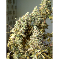 World Of Seed Strawberry Blue Fem - Imagen 1