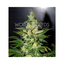 World Of Seed Chronic Haze Fem - Imagen 1