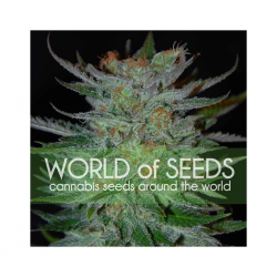 World Of Seed New York 47 Fem - Imagen 1