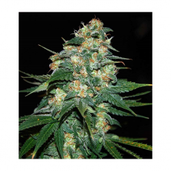 World Of Seed Skunk 47 Fem - Imagen 1
