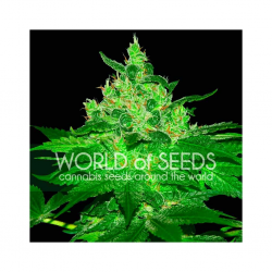 World Of Seed Afgan Kush Special Fem - Imagen 1
