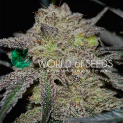World Of Seeds Tonic Ryder CBD Auto. - Imagen 1