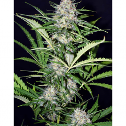Xtreme Seeds Afghan Shadow ASB Auto - Imagen 1