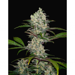 Xtreme Seeds South Mountain Cheese - Imagen 1