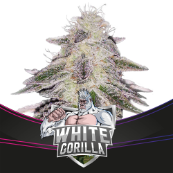 BSF Seeds White Gorilla Fem - Imagen 1